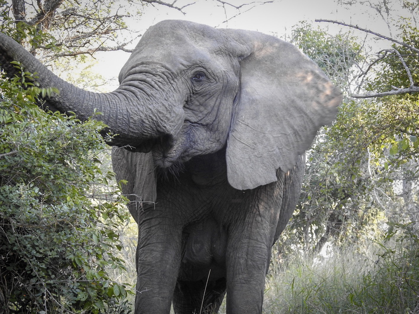 South Africa Safari Elephant