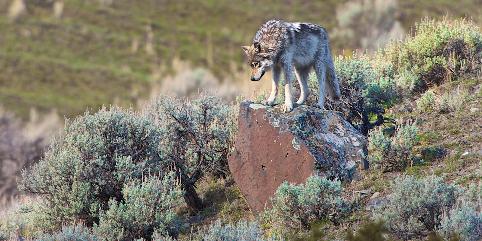 Experience the Wolves of Yellowstone!